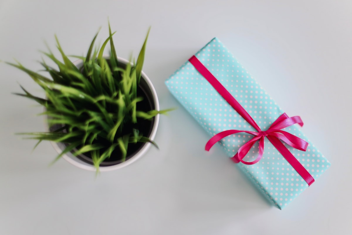 white gift box beside green plant